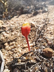 Haemanthus unifoliatus