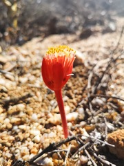 Haemanthus unifoliatus