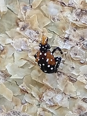 Lycorma