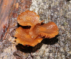Simocybe phlebophora