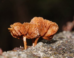 Simocybe phlebophora