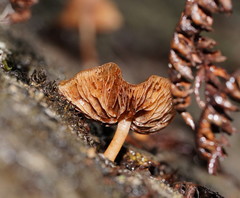 Simocybe phlebophora