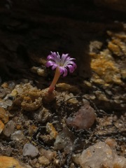 Conophytum ectypum