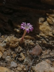 Conophytum ectypum