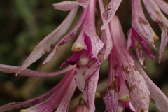 Cremastra appendiculata