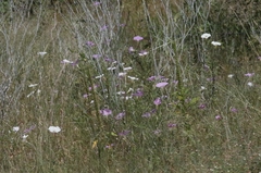 Ipomoea ternifolia
