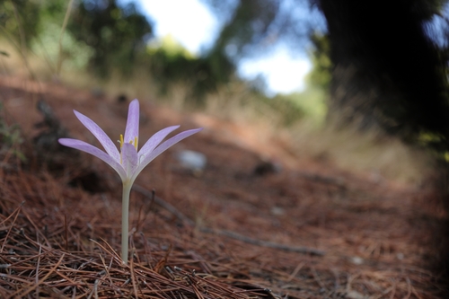 Colchicum sfikasianum