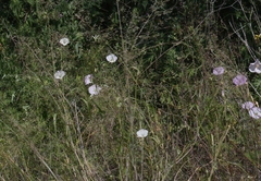 Ipomoea ternifolia