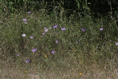Ipomoea ternifolia