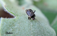 Charagochilus
