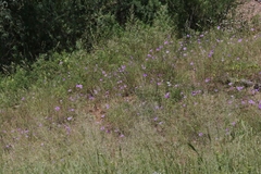 Ipomoea ternifolia