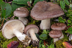 Lactarius brunneoviolaceus