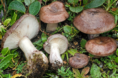Lactarius brunneoviolaceus