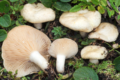 Lactarius salicis-reticulatae
