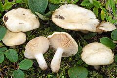 Lactarius salicis-reticulatae