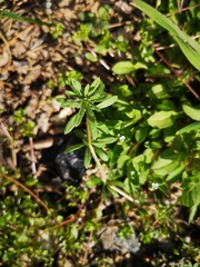 Galium spurium