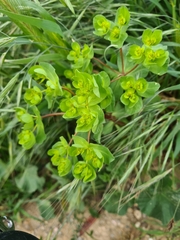 Euphorbia helioscopia