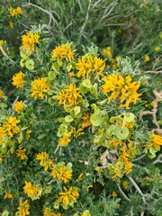 Medicago arborea