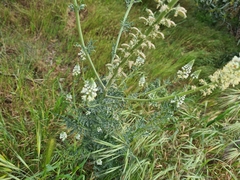 Reseda alba
