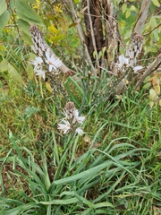 Asphodelus ramosus