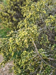Thymelaea hirsuta