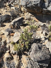 Crassula macowaniana