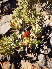 Crassula macowaniana