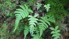 Coryphopteris castanea