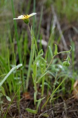 Layia gaillardioides