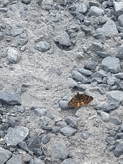 Paranotoreas brephosata