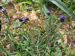 Muscari commutatum