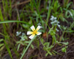 Layia gaillardioides