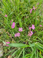 Silene colorata