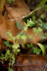 Alchemilla occidentalis