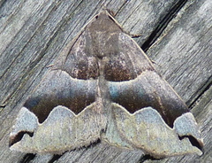 Gondysia