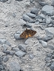 Paranotoreas brephosata