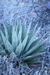 Agave gracilipes
