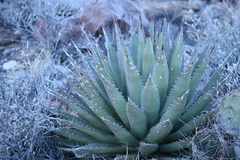 Agave gracilipes