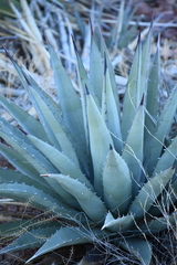 Agave gracilipes