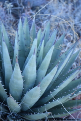 Agave gracilipes