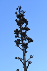 Agave gracilipes