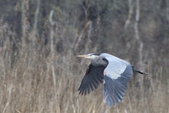 Ardea herodias herodias