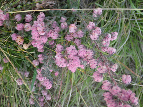 Image of Erica cooperi by no rights reserved