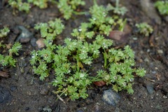 Alchemilla occidentalis