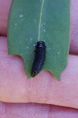 Paropsisterna agricola