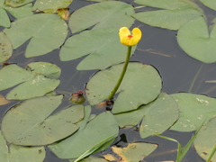 Nuphar pumila