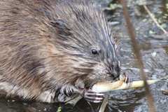 Ondatra zibethicus zibethicus