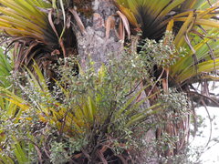 Gaultheria paniculata