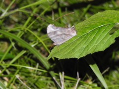 Melanitis leda