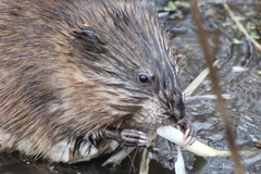 Ondatra zibethicus zibethicus